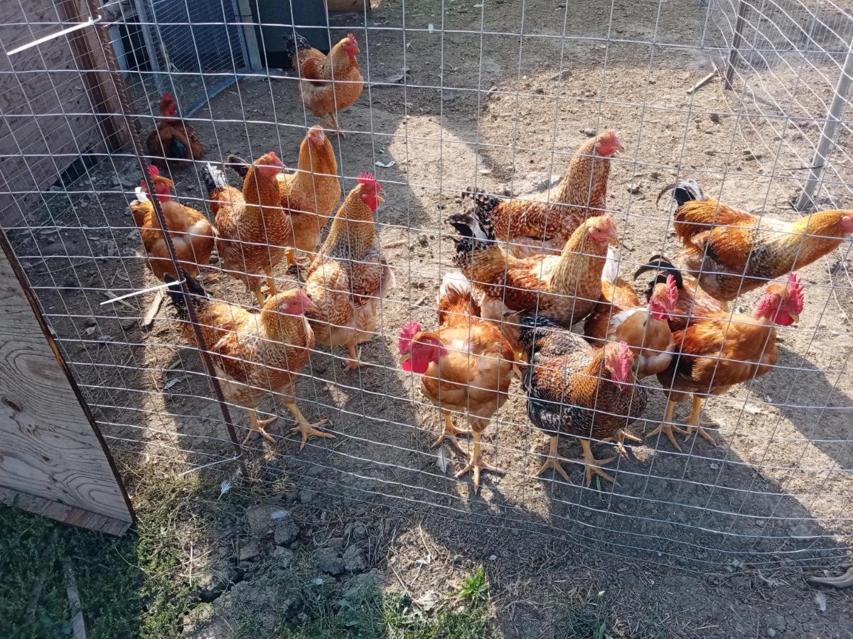 B&B Lattemiele Fontanellato Dış mekan fotoğraf